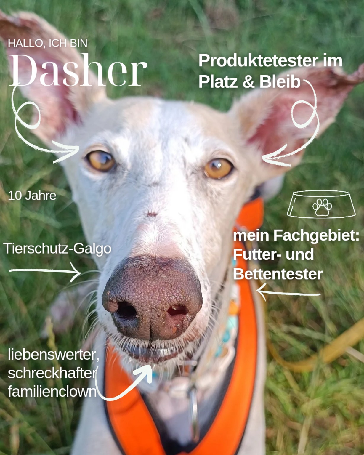 Dasher
